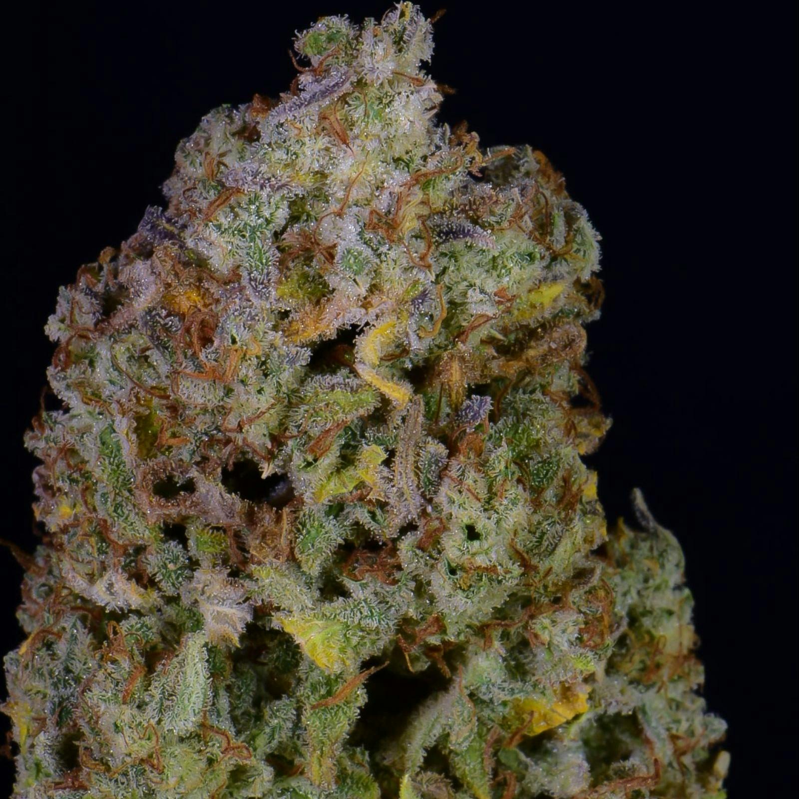 fast-buds-autoflowering-cannabis-seeds-gelato-auto-fast-buds-leafly